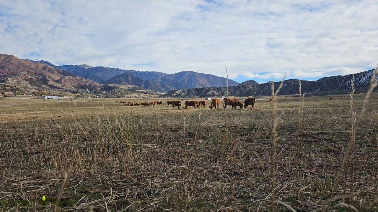 Nutrient Farm Scenery #29 - Fullblood Akaushi Wagyu