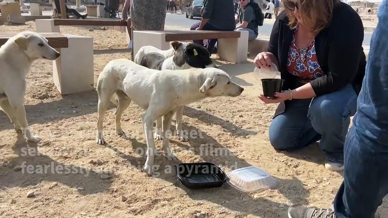 Stray dogs in Giza become tourist draw after 'pyramid puppy' sensation