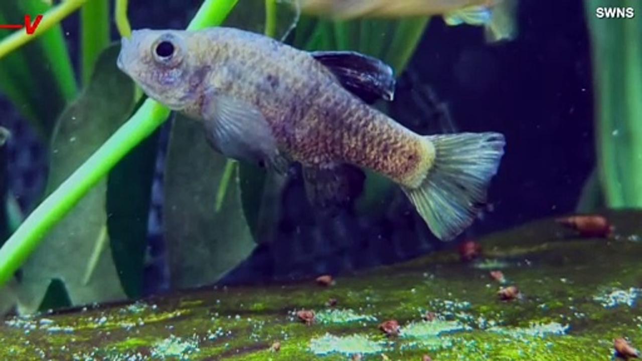 Conservation Zoos Step Up In Bid to Save This Tiny Fish From Extinction