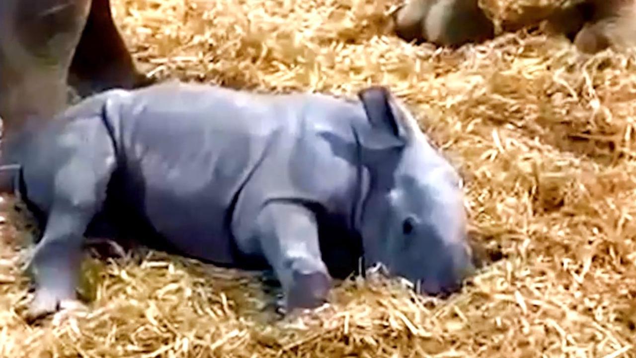 Even Baby Rhinos Can Get The Zoomies! This Video Will Melt Your Heart!