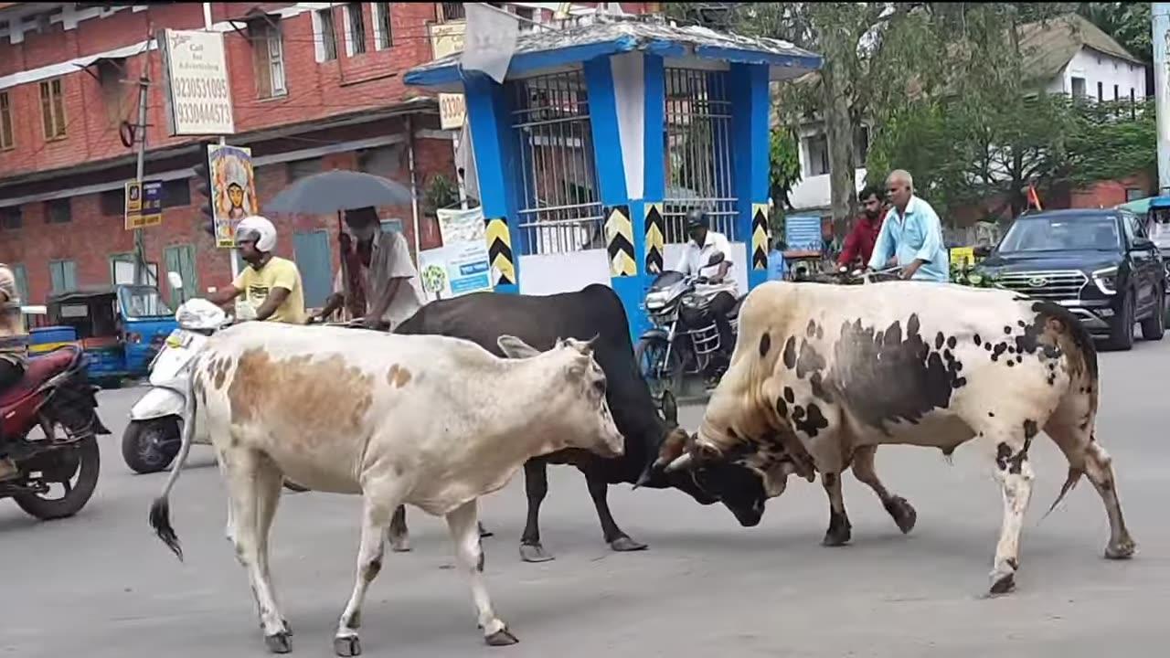 CRAZY BULL FIGHT - Don't watch If scared