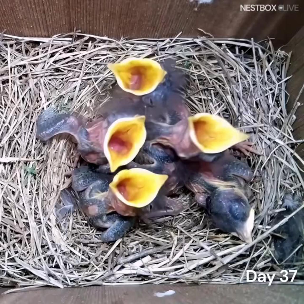 The extraordinary reproduction cycle of an American Bluebird