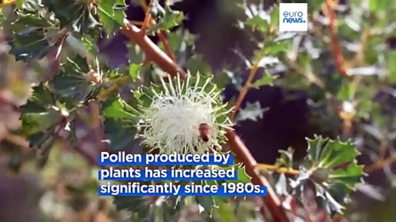 Climate change leads to worsening effects of pollen allergies in Denmark