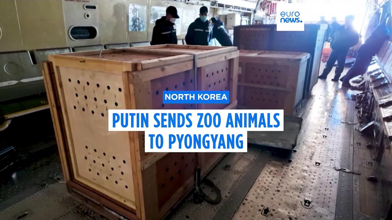 Russia gifts North Korea over 70 zoo animals