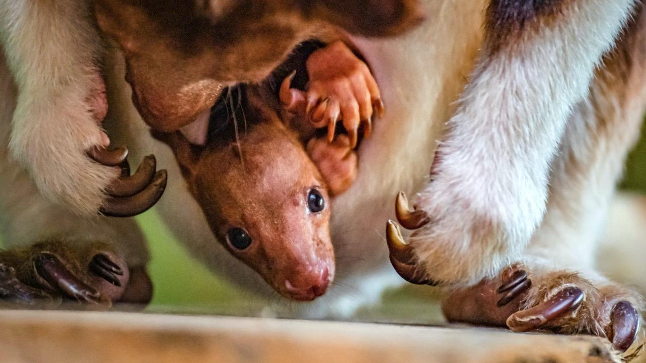 Welcome to the World! This Little Tree Kangaroo Emerges From His Mother’s Pouch