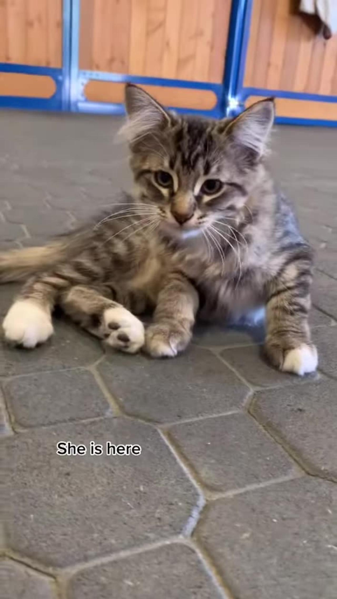 Here Comes the Girl... Watch This Fluffy Cat Steal the Show!