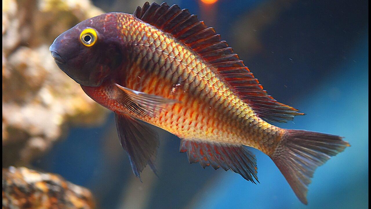 Tropheus Moorii Lufubu "Purple Rainbow" 11/22/2024