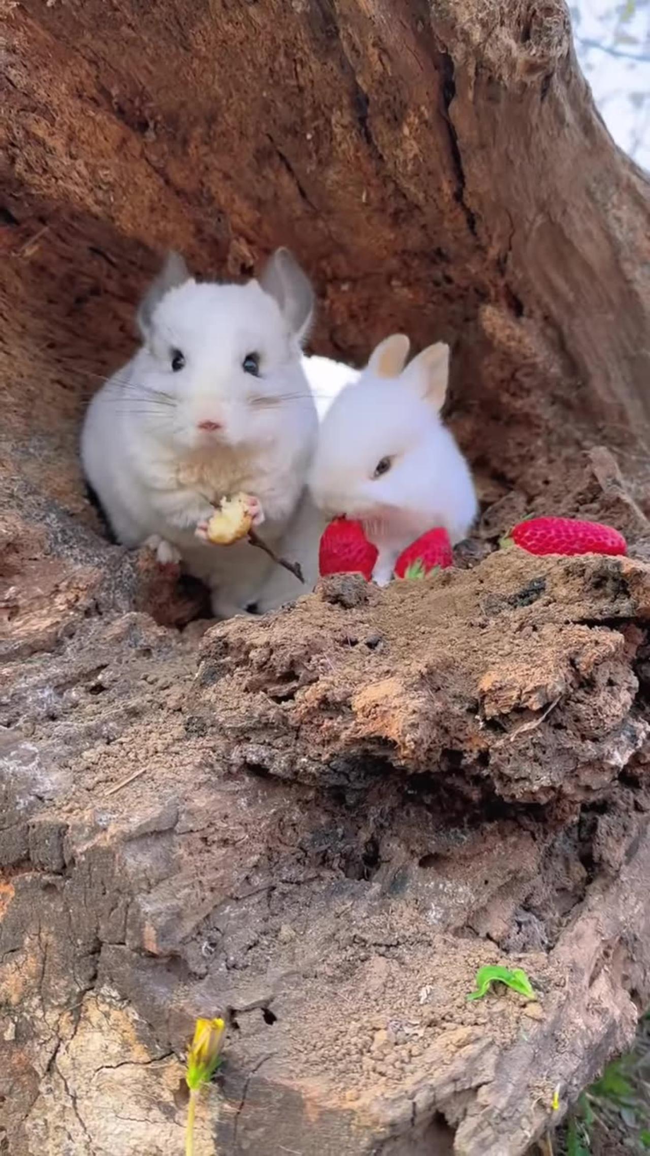 Adorable Little Animals Playing and Exploring the World 🐾🐇🐶