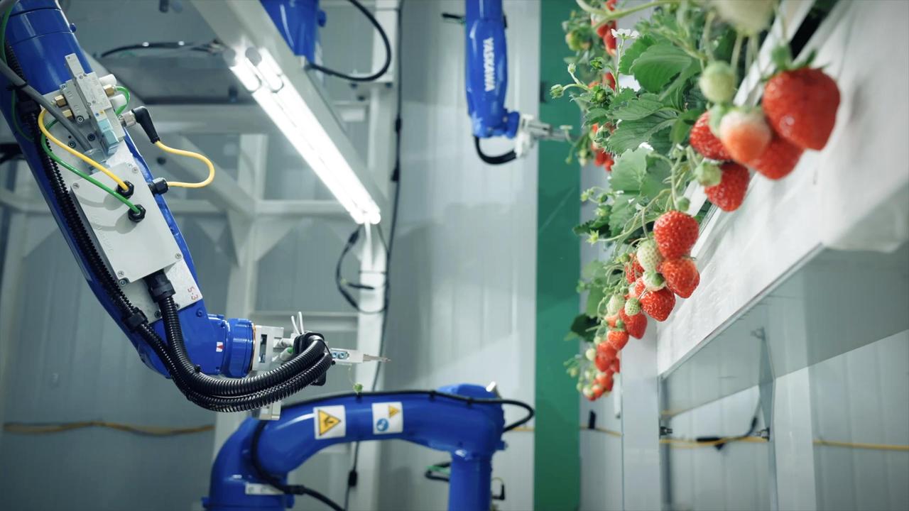 The sweet future of vertical farming | Hiroki Koga