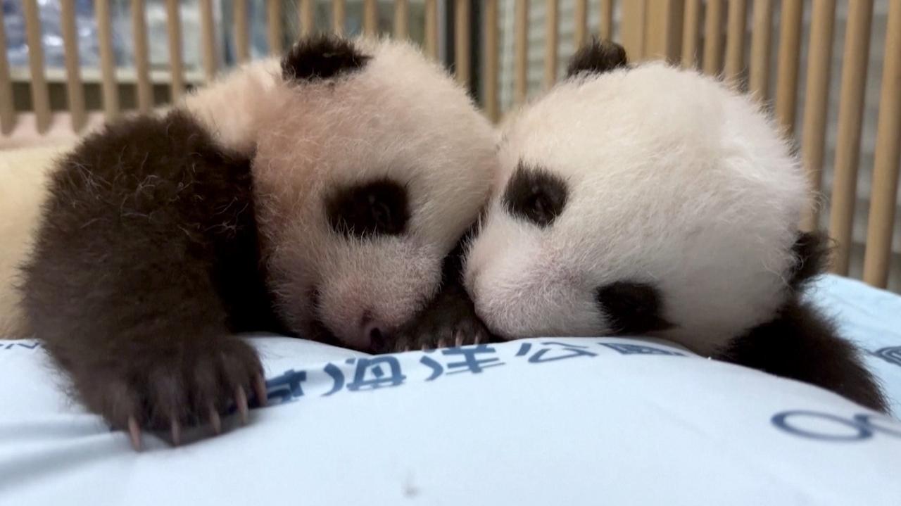 Hong Kong's Adorable Twin Panda Cubs Celebrate 100 Days of Cuteness