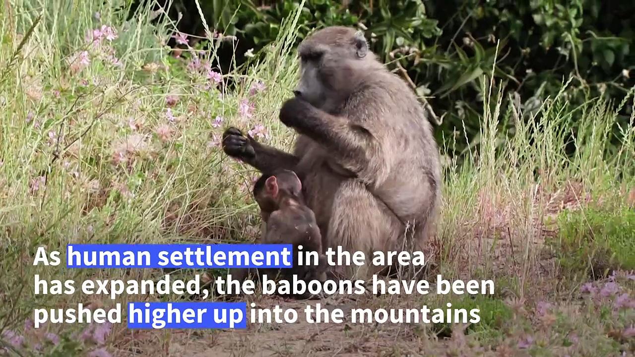 As baboons become bolder, Cape Town region struggles to find solutions