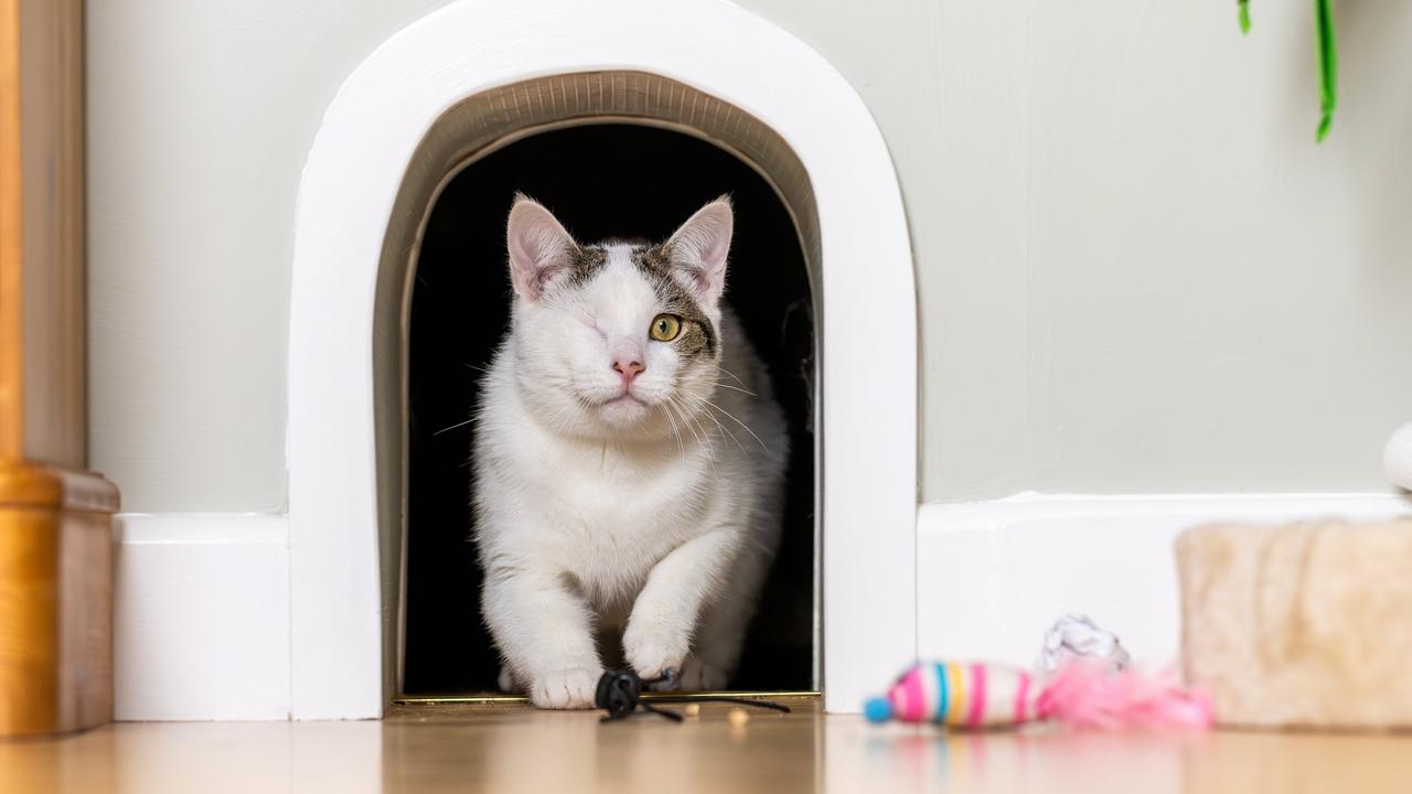 Bertie the Rescue Cat Gets a Forever Home and His Own Office