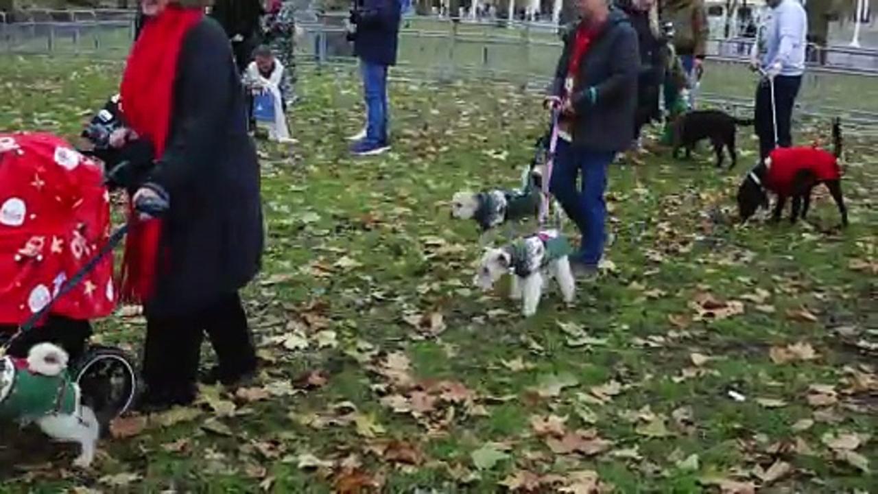 London's best dressed pups join Christmas jumper parade