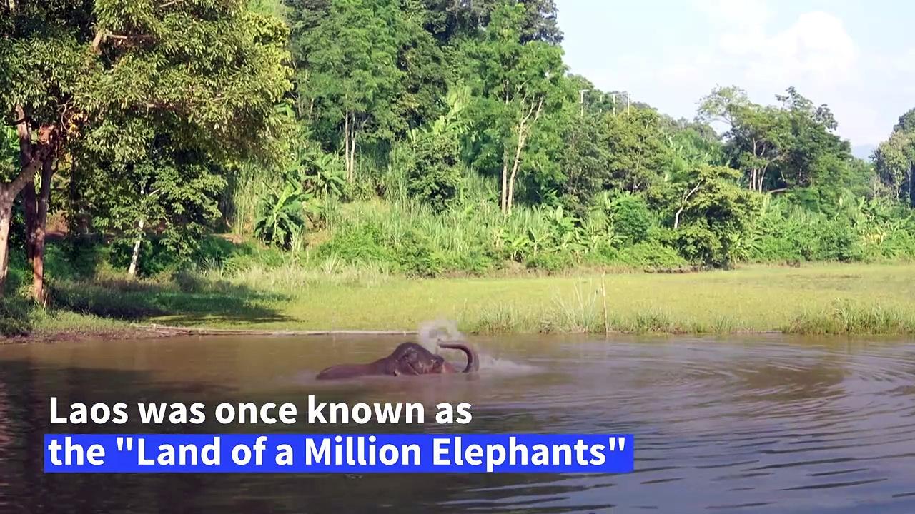 Researchers analyse DNA from dung to save Laos elephants