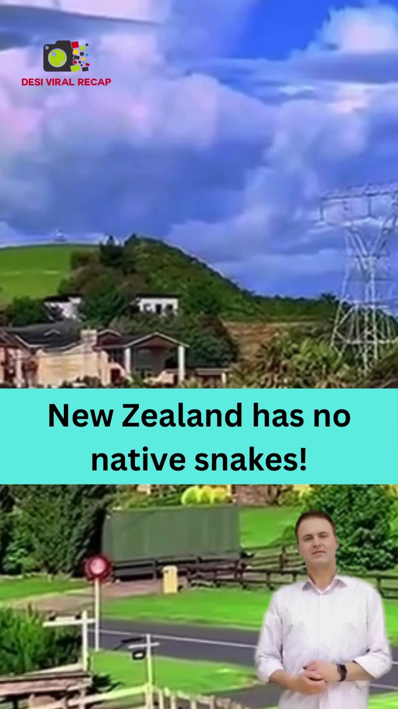 New Zealand has no native snakes!😲😃