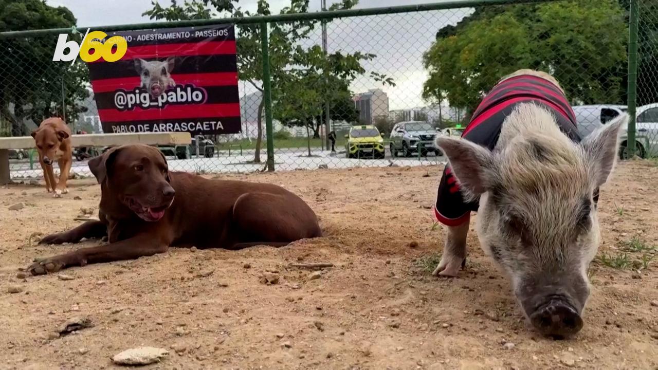 This Pet Pig Can Hang With the Big Dogs