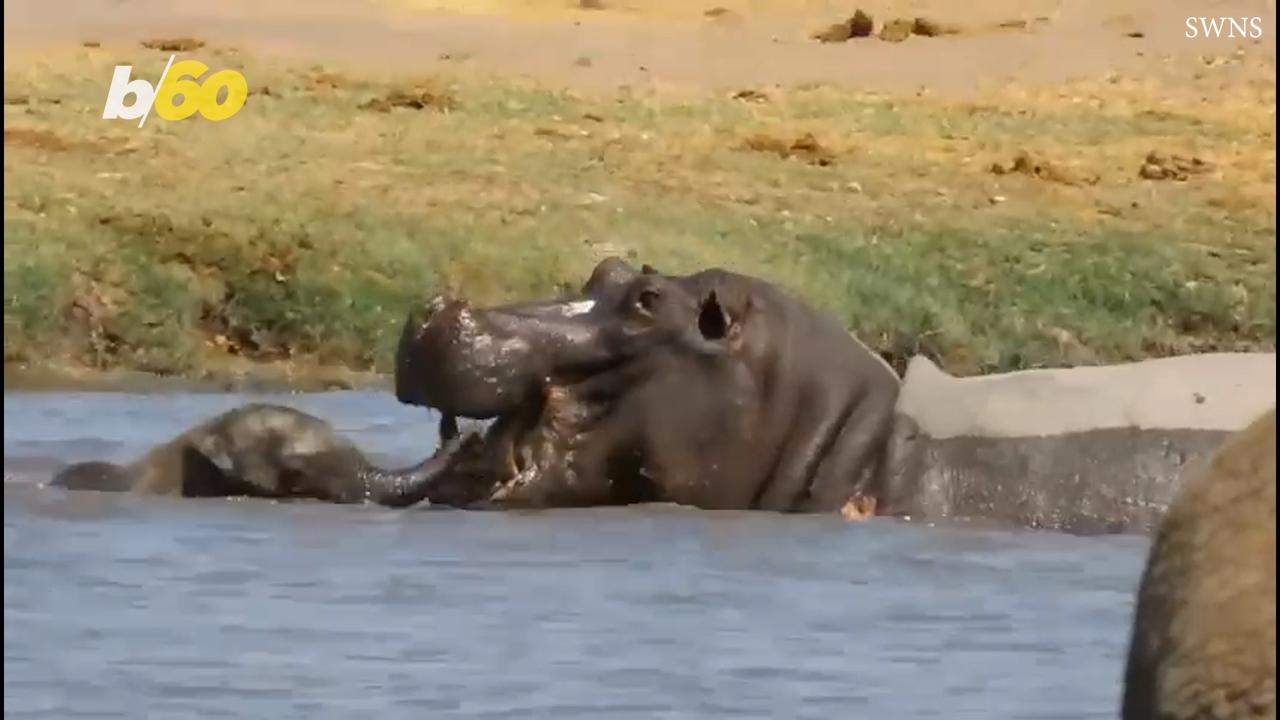 This Baby Elephant Has a Lot of Courage! Watch as It Charges At a Hippo Three Times its Size