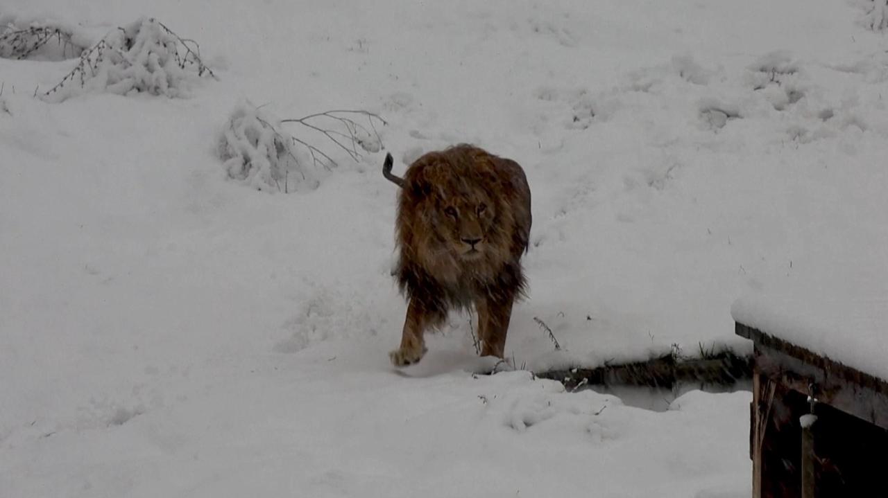 Lions at a Bear Sanctuary in the Snow?! What Is Happening in Kosovo?