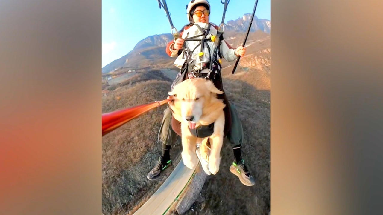 Must See! Paragliding Dog Takes to the Air With Owner