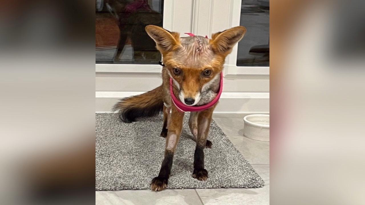 First of Its Kind Brain Surgery Performed on Six-Week-Old Fox