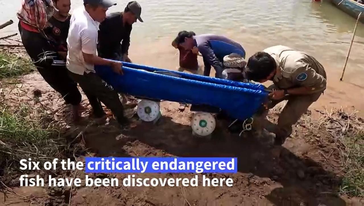 Endangered giant catfish surface in Cambodia's Mekong river