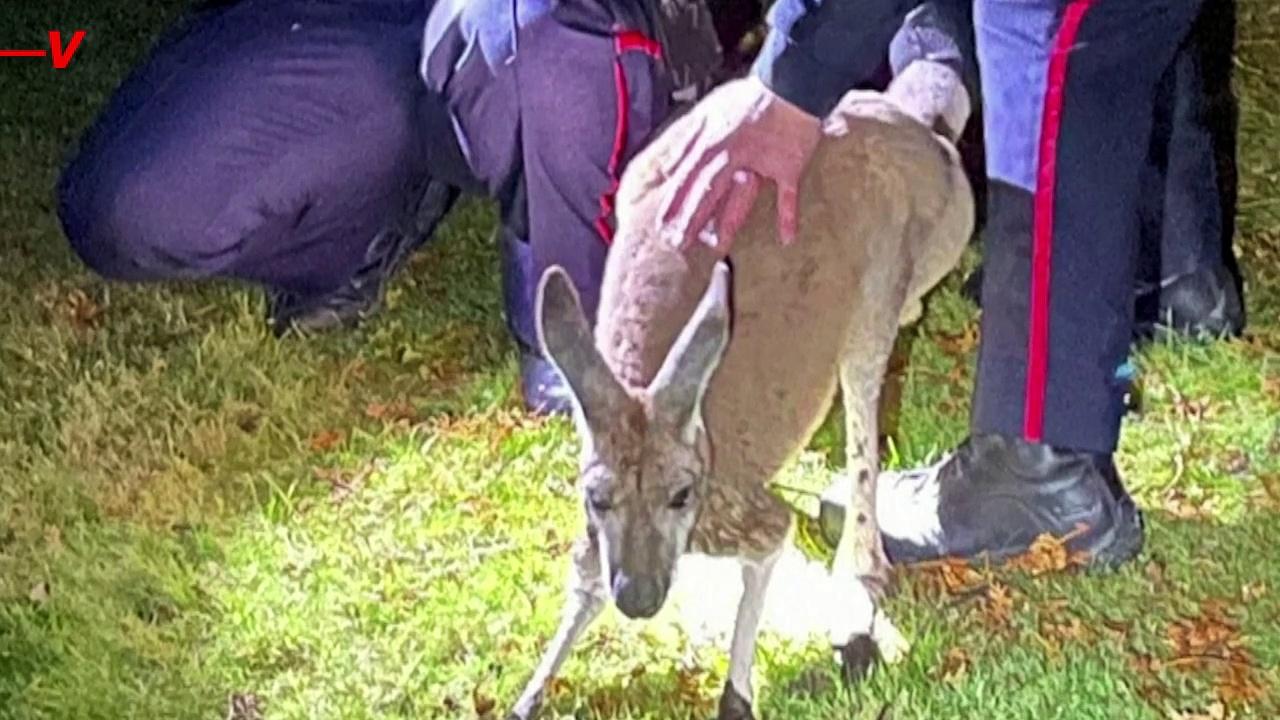 This Kangaroo Delivers a Heavyweight Fighter Style Punch to an Officer During a Capture