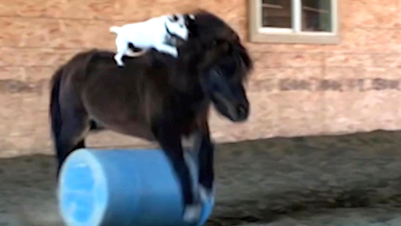 Must See! Dog Rides Jumping Mini Horse in a Show You Have Got to See to Believe