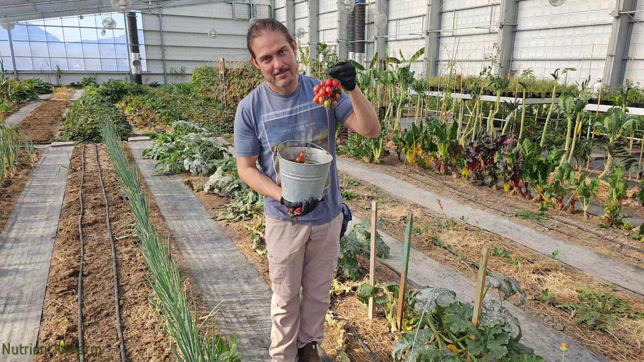 Nutrient Farm Scenery #46 - Organic Greenhouse Harvest