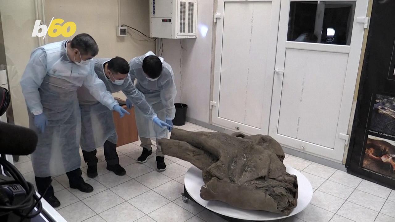 50,000-Year-Old Mammoth Recovered From Siberian Permafrost