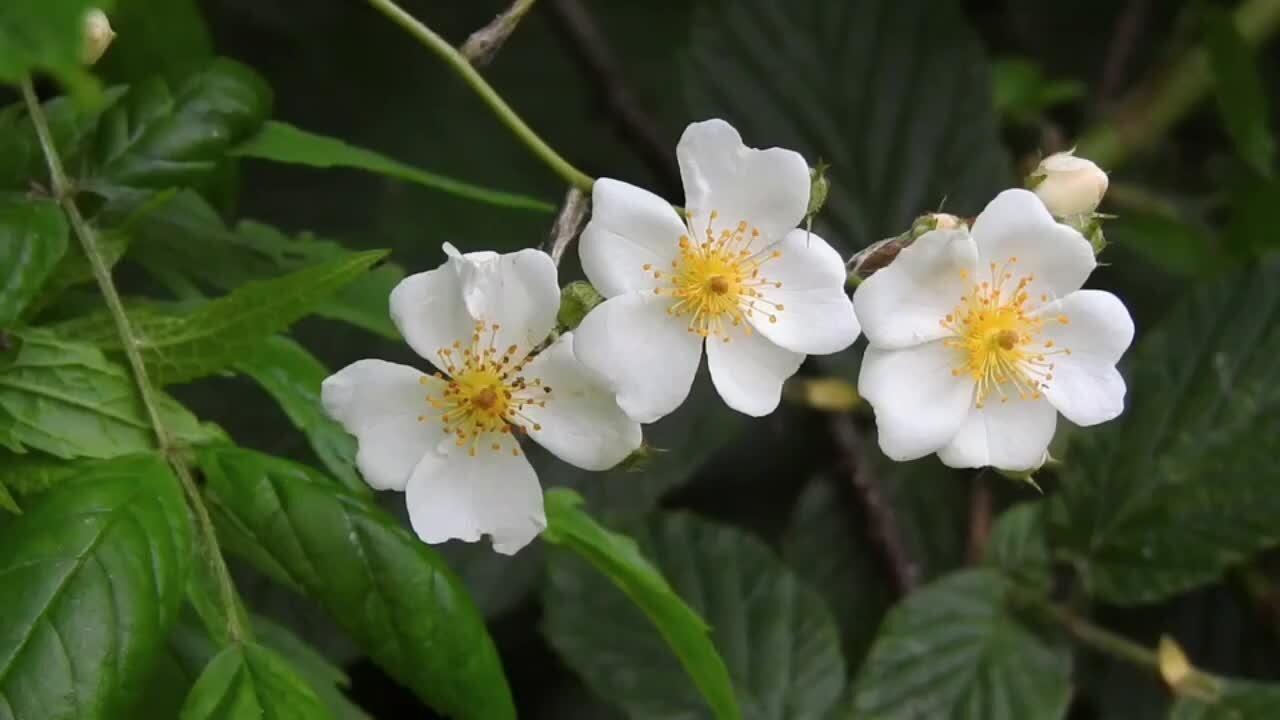 "Delicate white blooms with a touch of sunshine in their hearts."