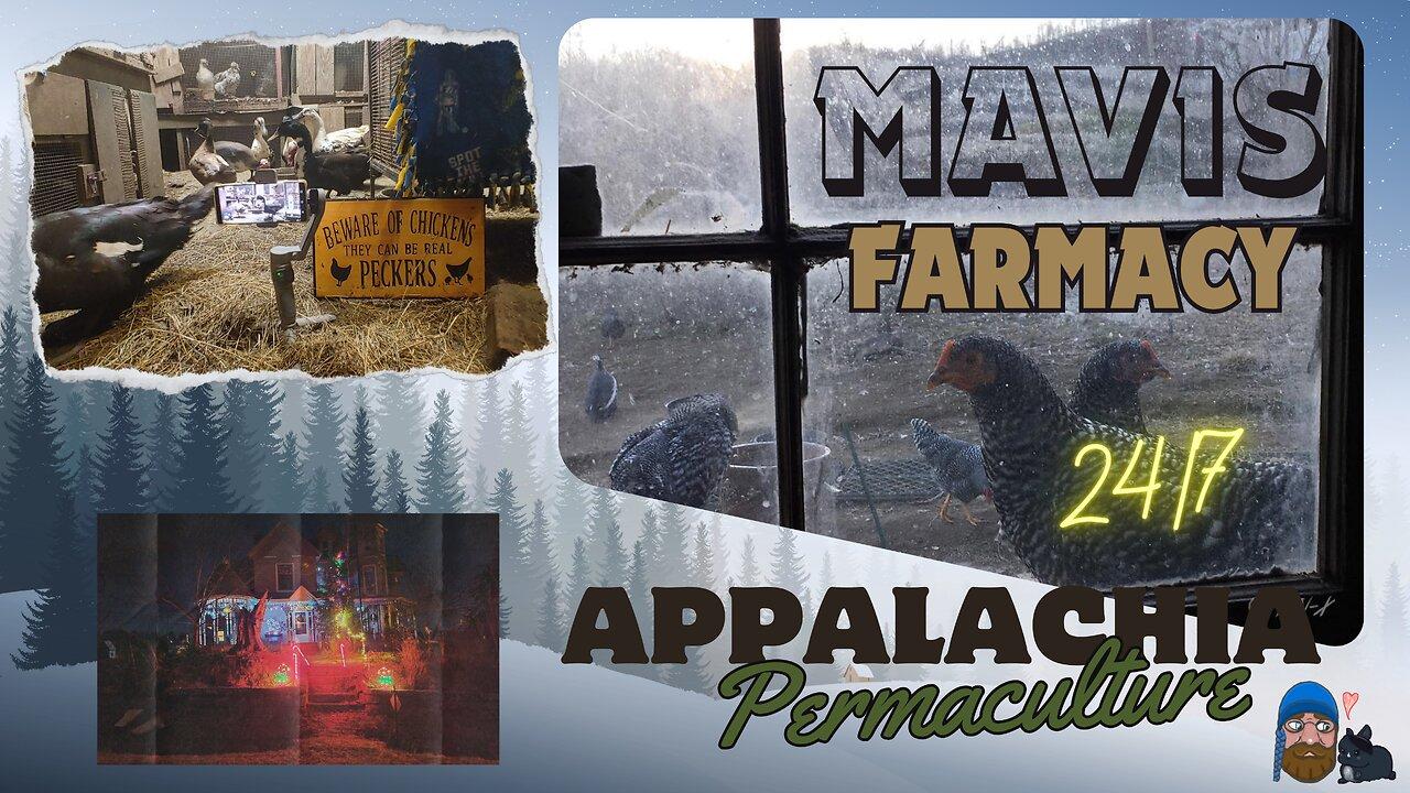 Life on Doc's Farm 24/7 : Mavis Institute 🎵 🐓🦆🐝🐇🐖: Appalachian Permaculture