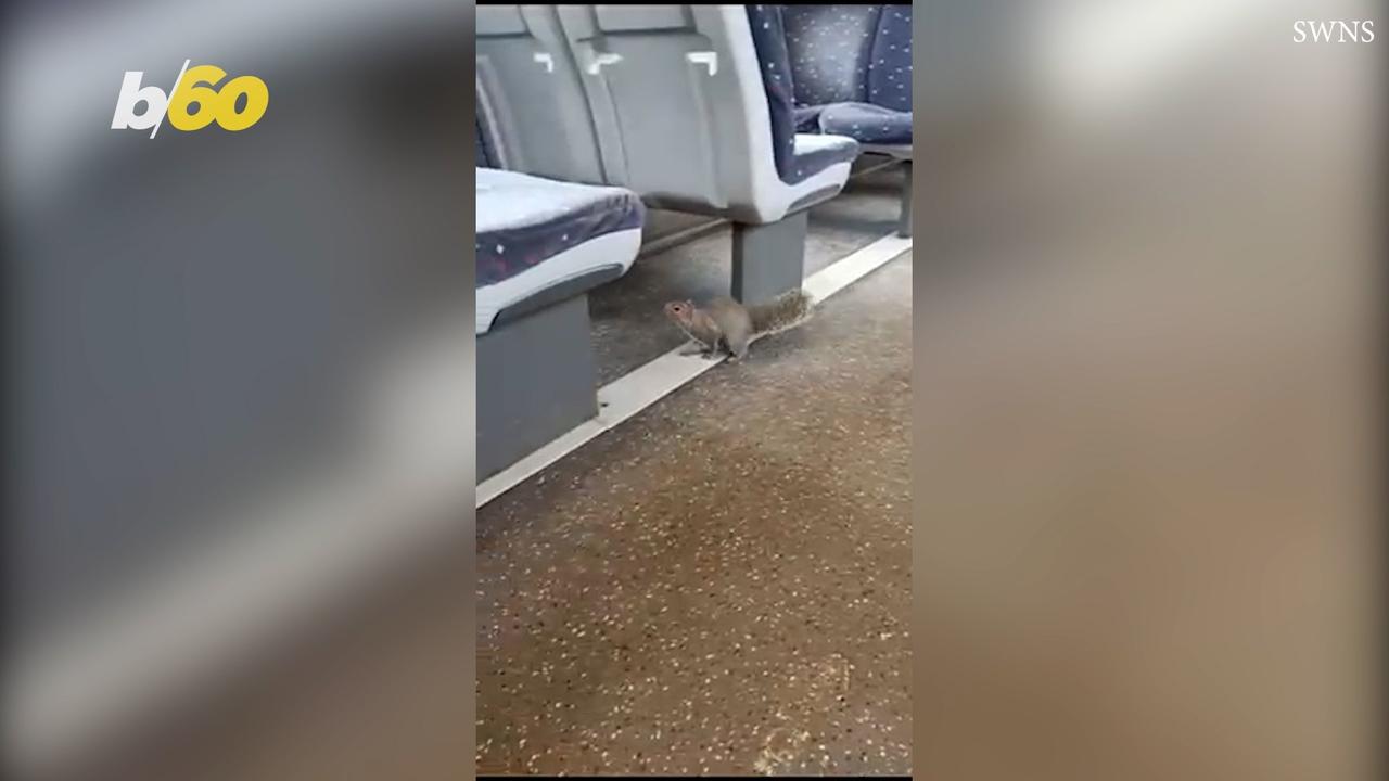 Quite the Surprise For Commuters Outside London! An Adorable Squirrel on the Train!