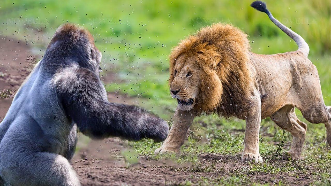 animals fighting