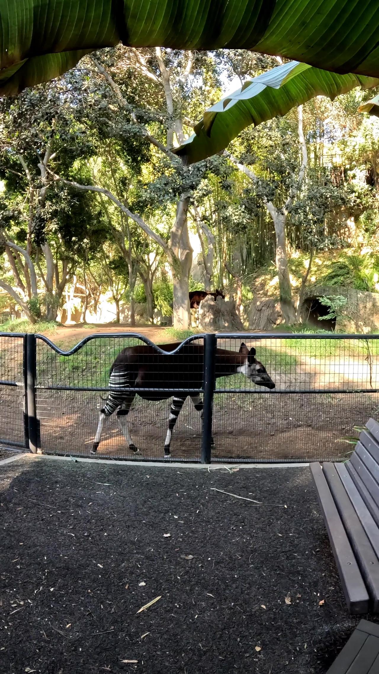 Okapi at the San Diego Zoo