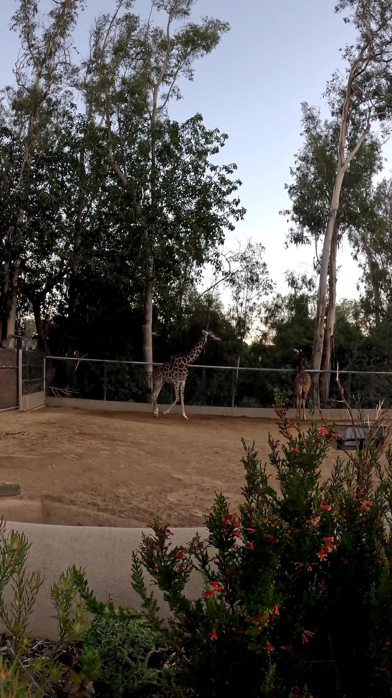 Rhino and Giraffe enclosures at the San Diego Zoo