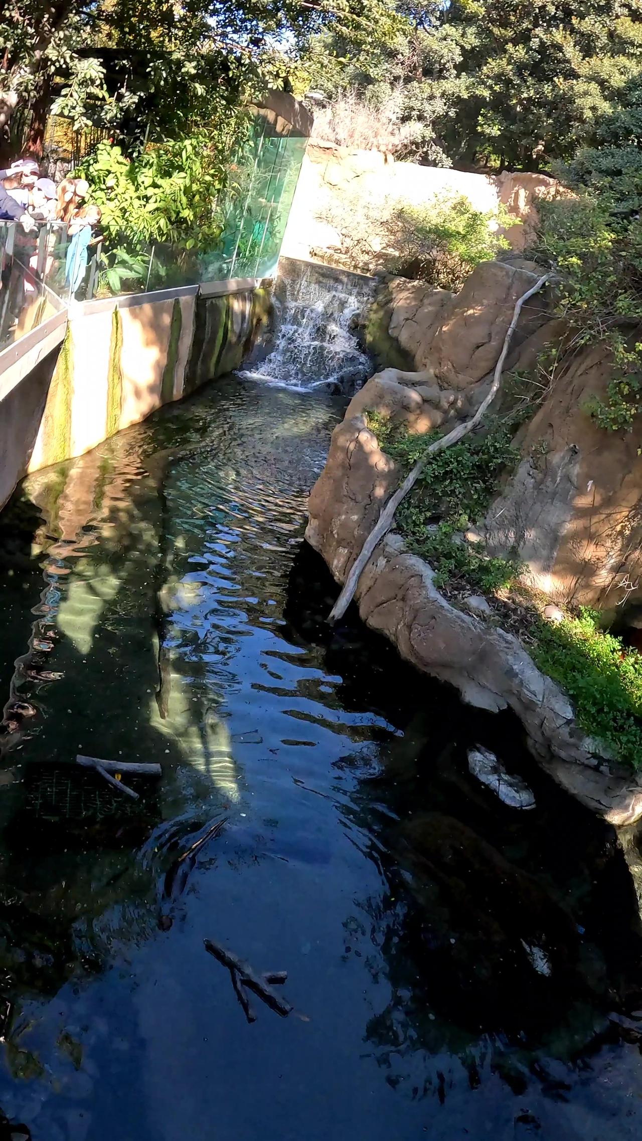 Otter at the San Diego Zoo