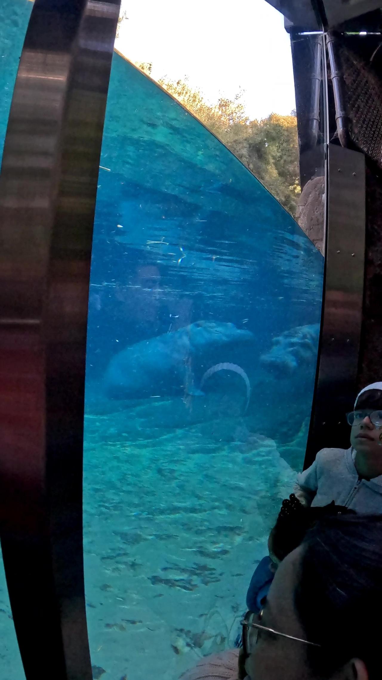 Hippos at the San Diego Zoo