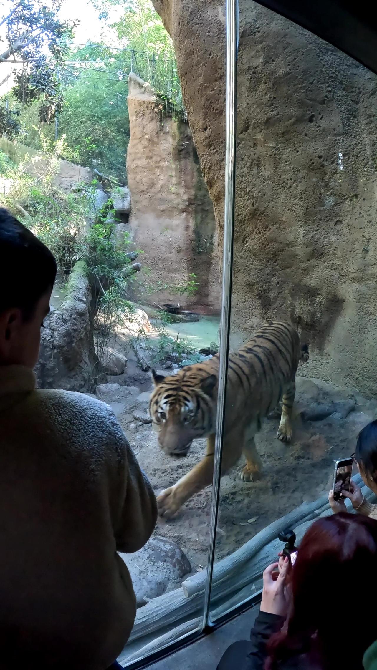 Malayan Tiger at the San Diego Zoo