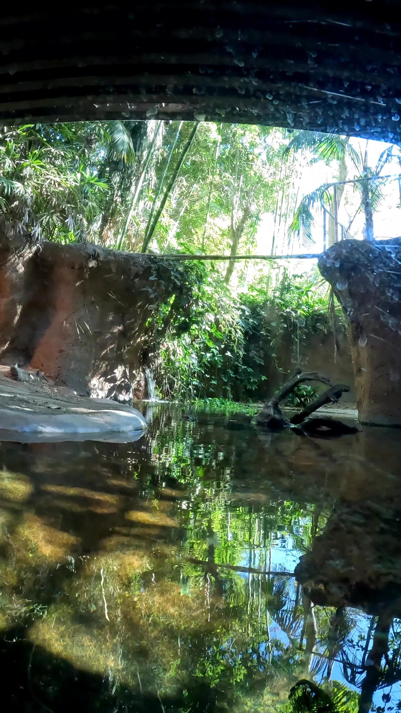 Crocodile at the San Diego Zoo