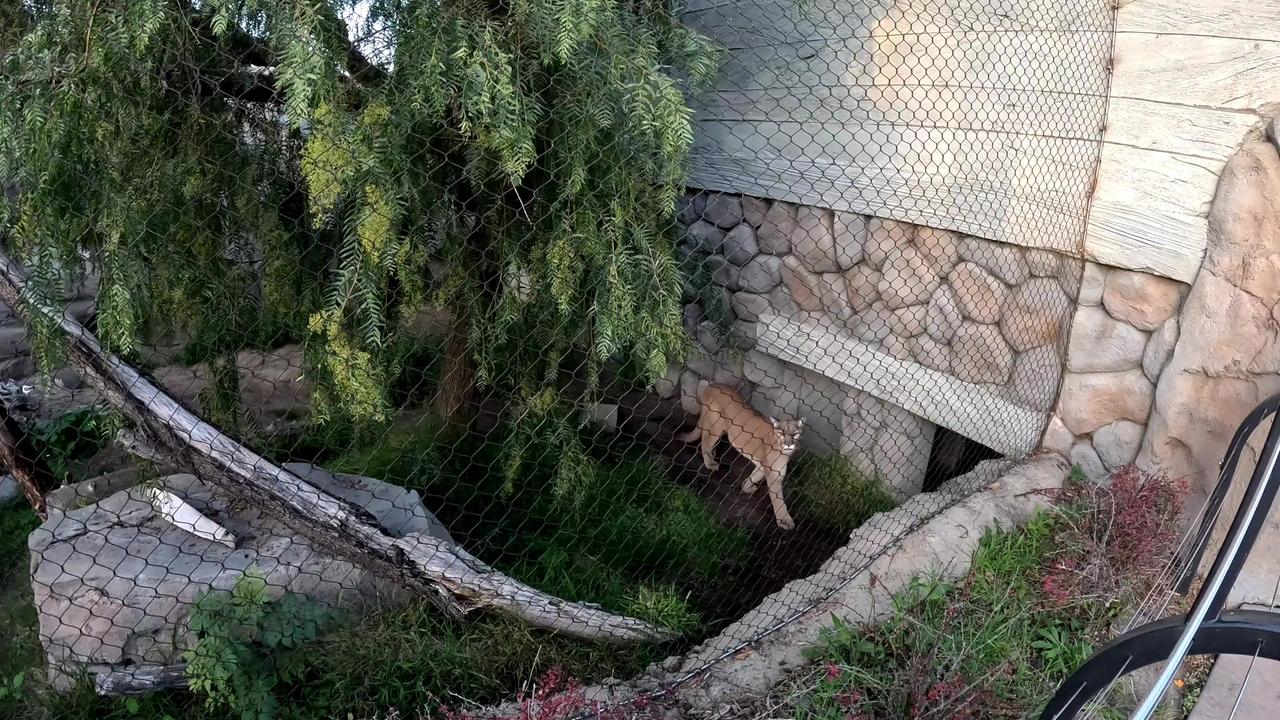 Mountain Lion at the San Diego Zoo