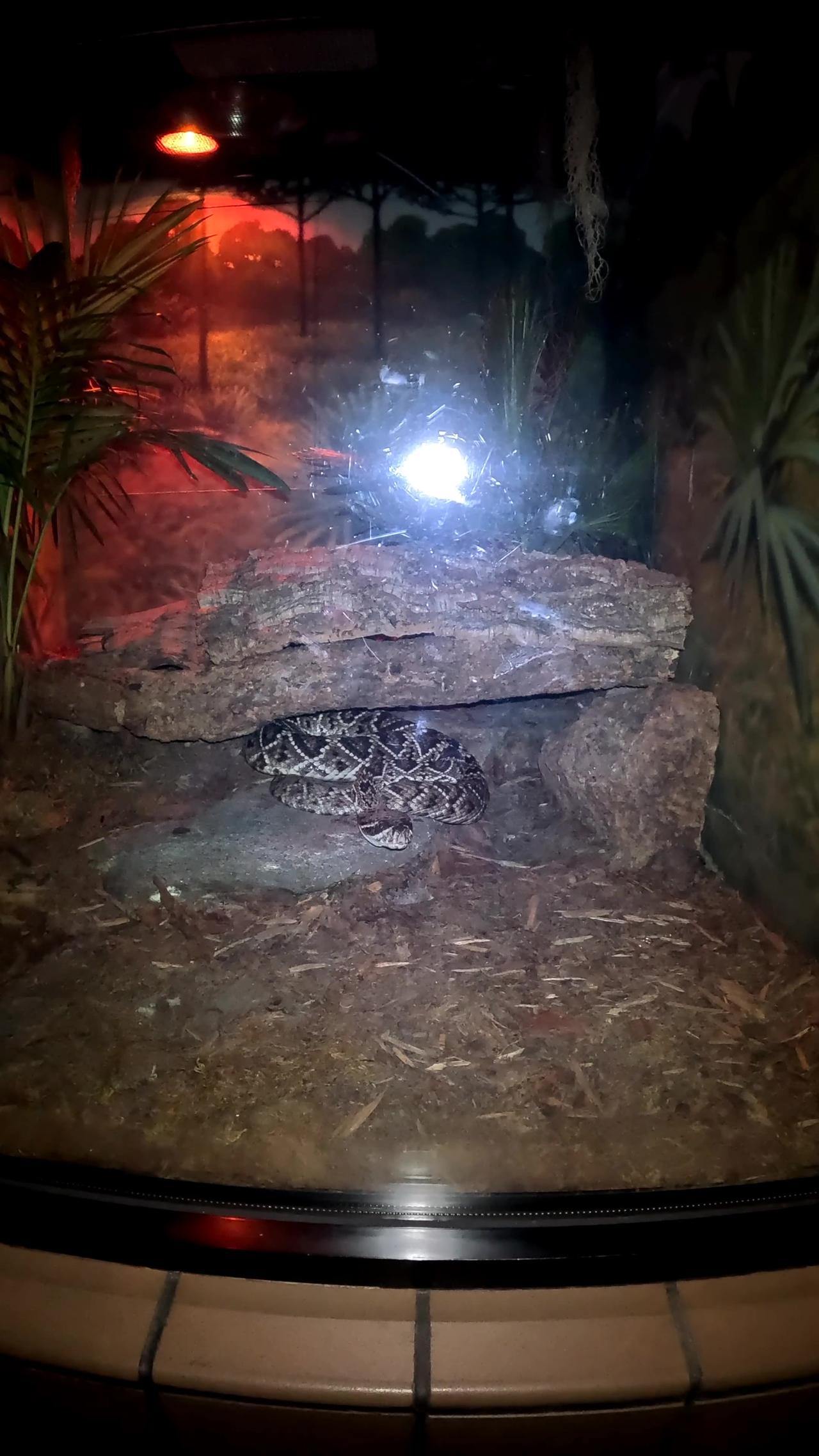 Eastern Diamondback Rattlesnake at the San Diego Zoo at Night