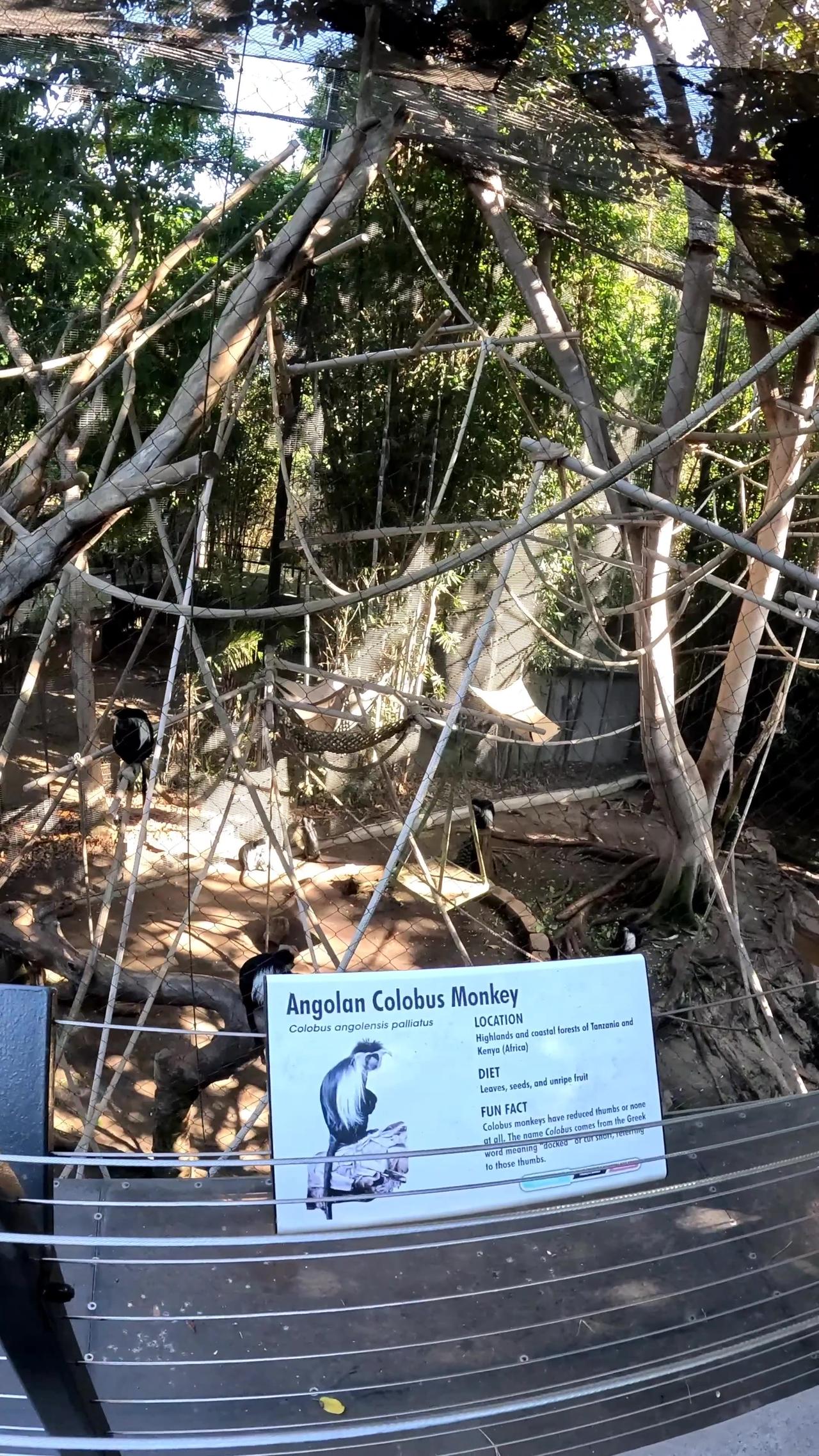 Angolon Colobus Monkeys at the San Diego Zoo