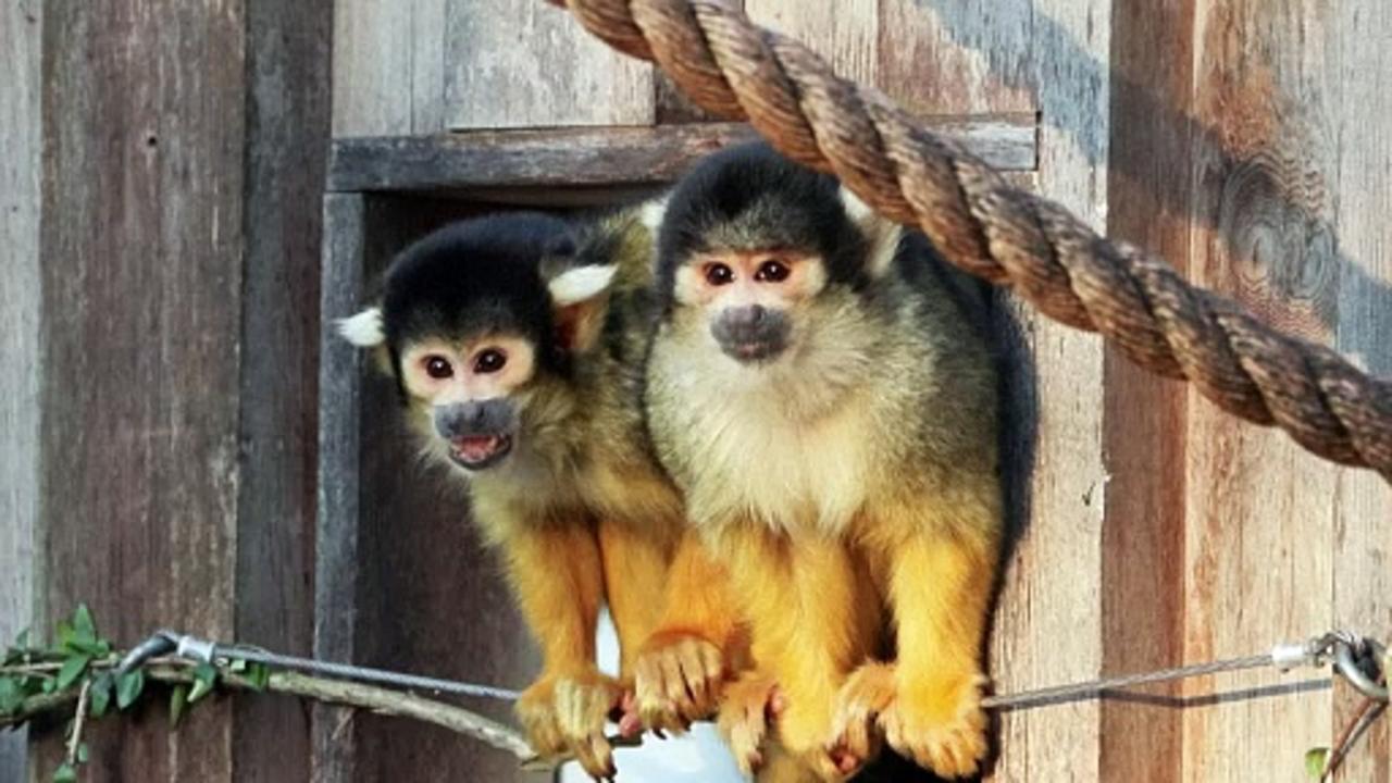 London Zoo begins annual animal stocktake