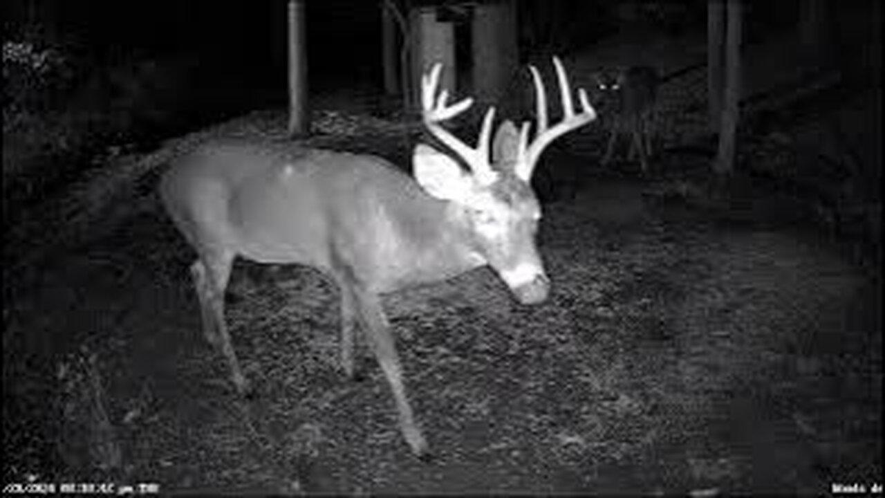 Live Critter Cam #reolink #deer #wildlife