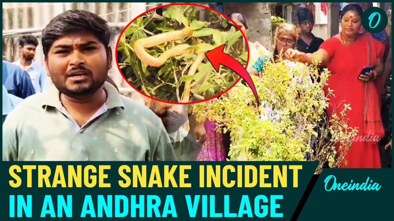 Mystery Golden Snake Appears in Chirala – Locals Perform Prayers and Rituals Believing It’s Divine