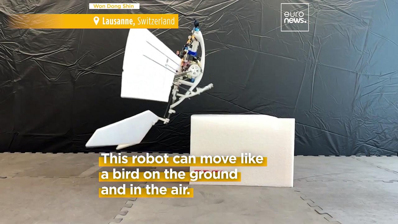 Could this bird-like robot help with rescue missions and parcel deliveries in remote locations?