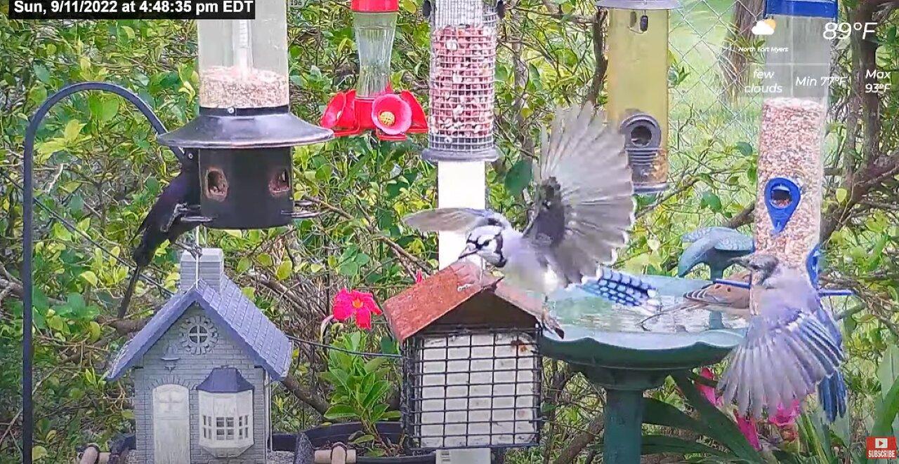 Florida Bird Bath / Feeder SWFL Live Camera HD