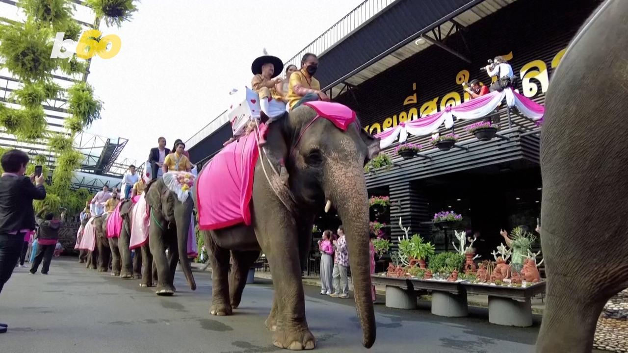 Getting Married On The Back of an Elephant Is Harder Than It Looks