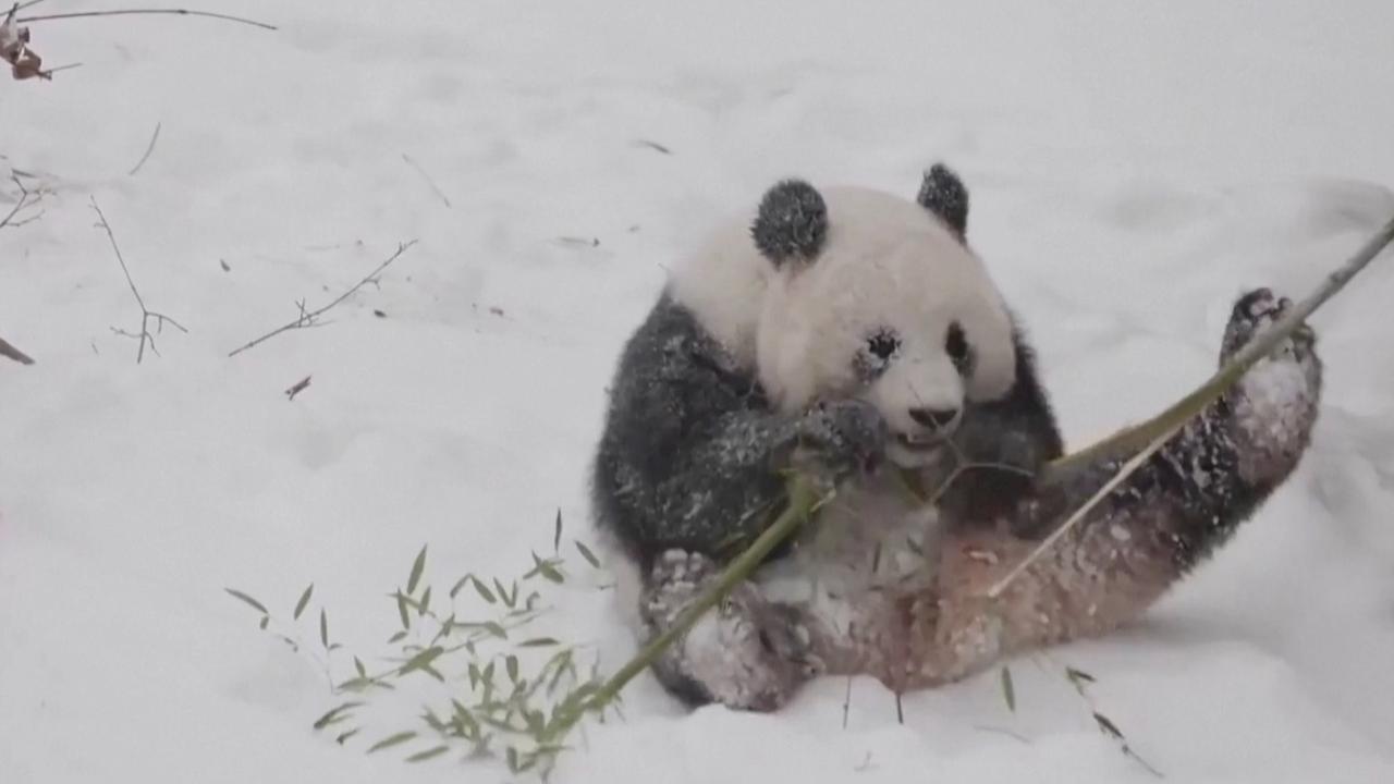 Newly Arrived Pandas Frolic at the National Zoo During D.C. Snow Day