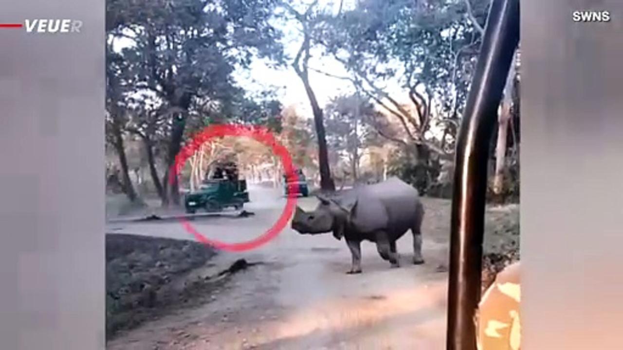 Must See! Mother & Daughter Fall From Safari Jeep Mere Feet Away From Aggressive Rhinos